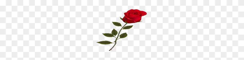180x148 Hermosa Rosa Roja Png Clipart - Tallo Png