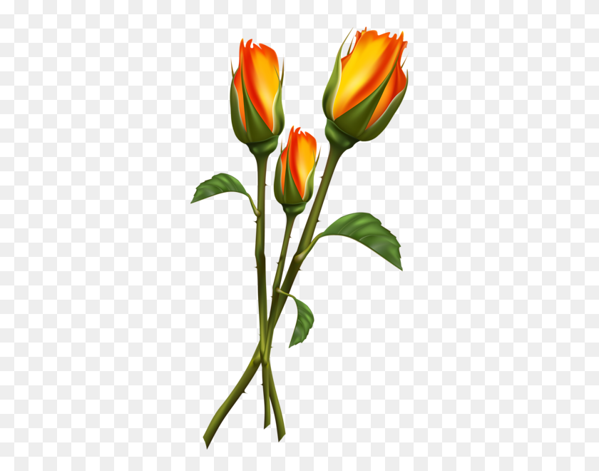 355x600 Красивые Прозрачные Розы Png Изображения Kwiaty - Бутон Розы Клипарт