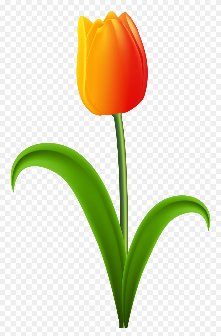 5130x8000 Beautiful Tulip Transparent Png Clip - Tulip Images Clip Art