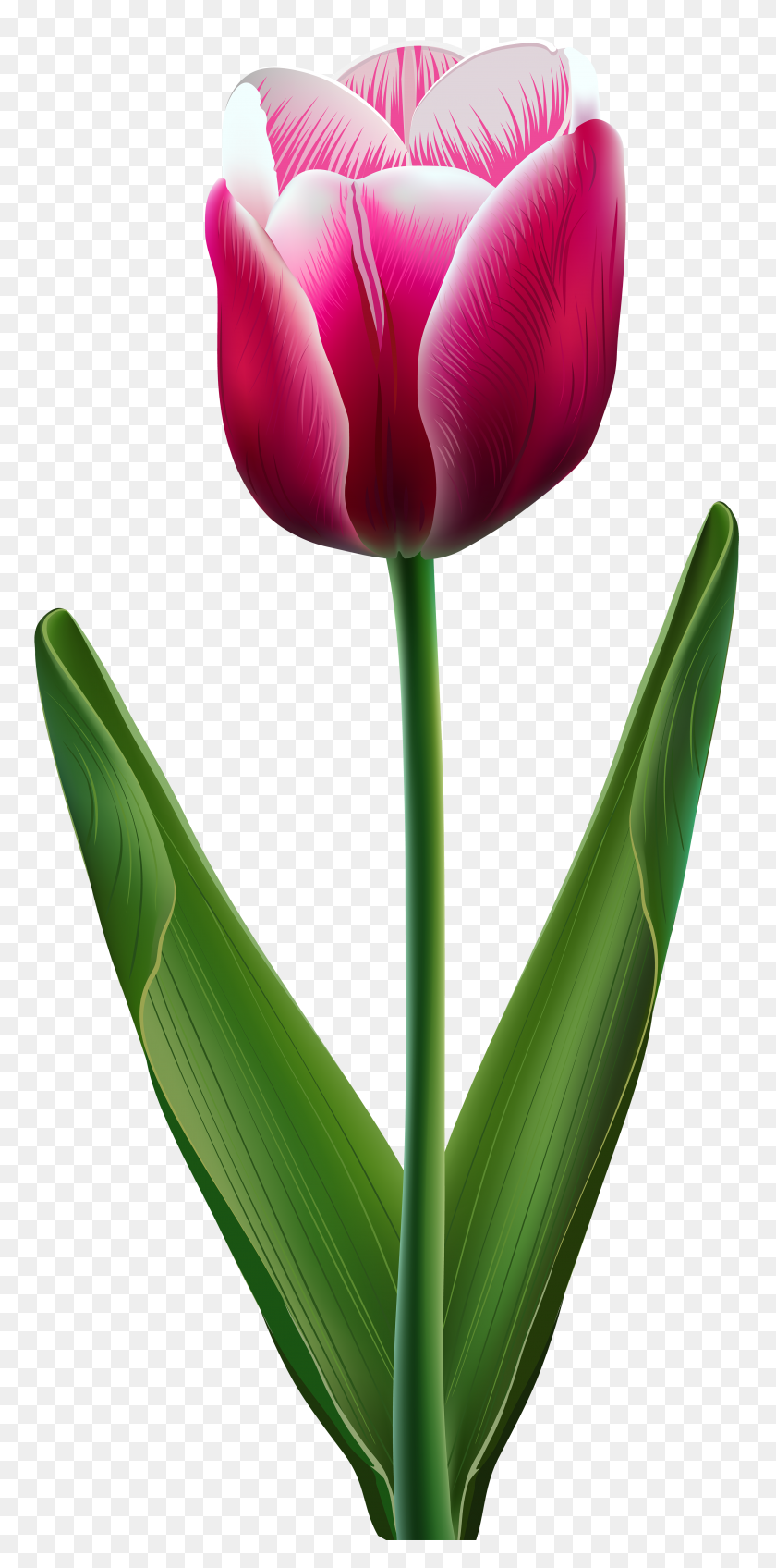 3812x8000 Beautiful Tulip Transparent Png Clip Art Gallery - Beautiful Flower Clipart