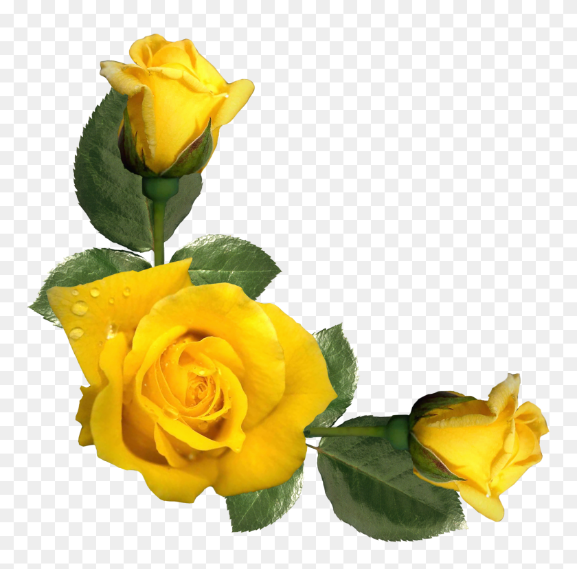 2044x2014 Красивые Желтые Розы Декор Png - Желтая Роза Png