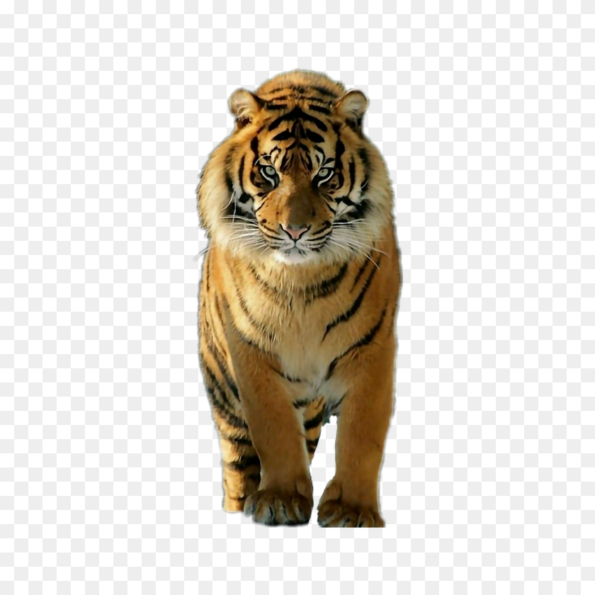 2289x2289 Красавица И Чудовище Тигр Животная Красота Зверь Из Кошачьих - Красавица И Чудовище Png