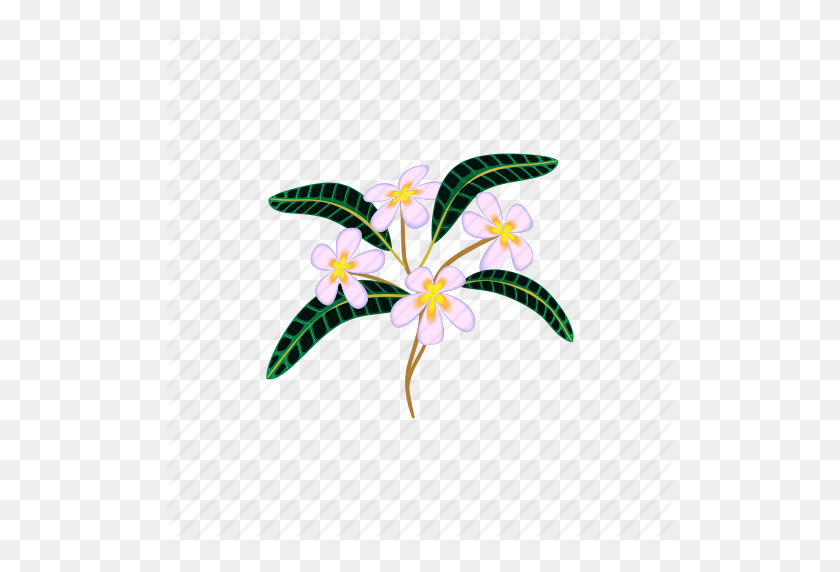 512x512 Belleza, Flor, Dibujos Animados, Flor, Naturaleza, Plumeria, Icono Tropical - Plumeria Png