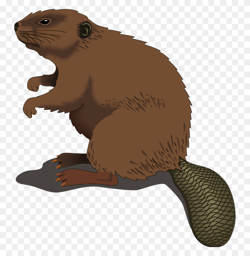 744x800 Imágenes Prediseñadas De Beaver Clipart - Wombat Clipart