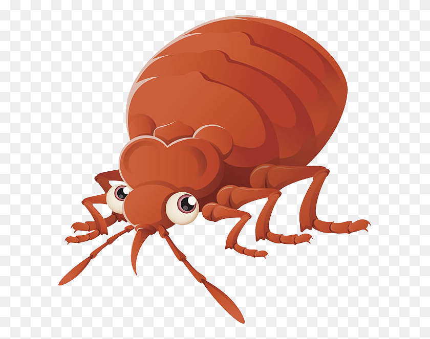 612x603 Bed Bug Png - Bug PNG