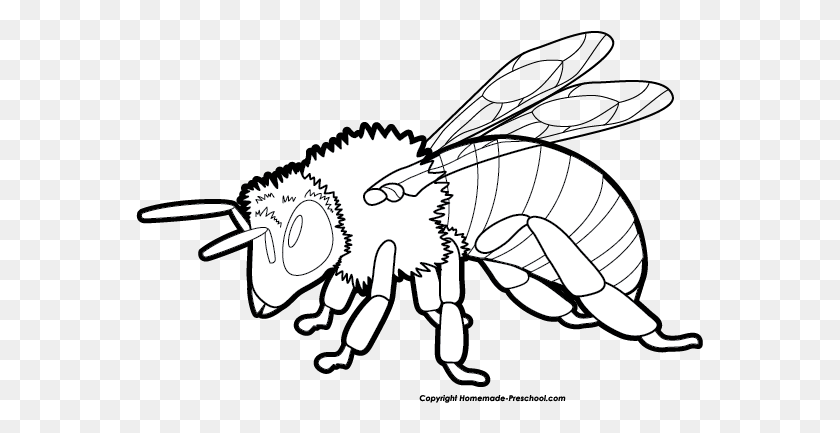 567x373 Пчела Черно-Белый Клипарт Пчела Черно-Белый - Пчела Клипарт Черно-Белый