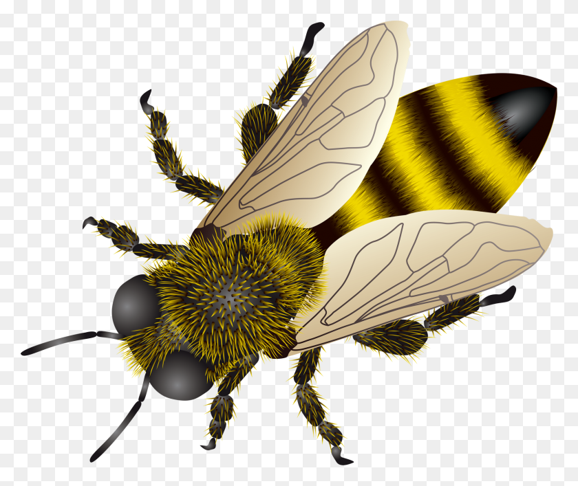1744x1448 Пчела Png Изображения