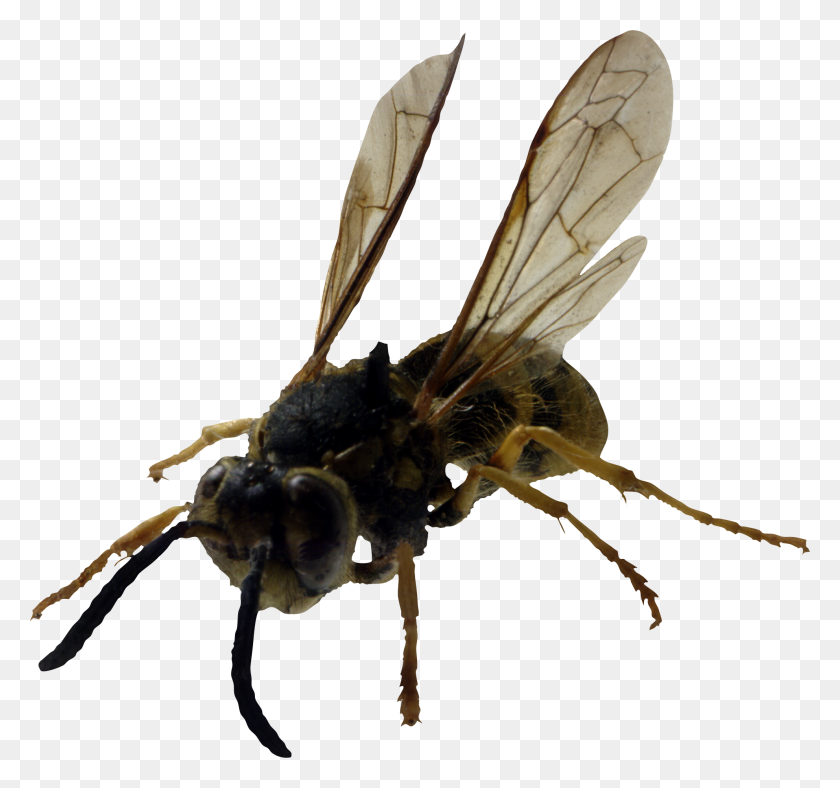 1983x1851 Bee Png Image - Hornet PNG
