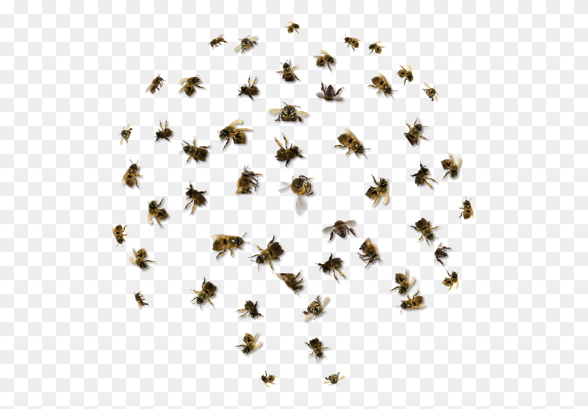 533x524 Bee Removal Orange County California - Bee PNG