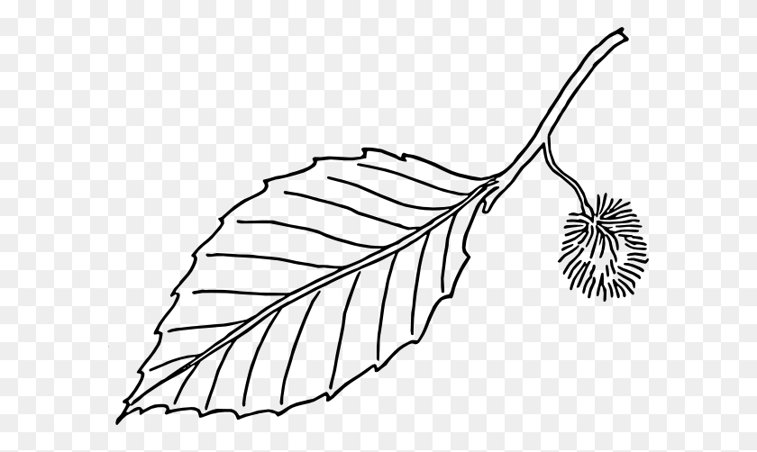 600x442 Beech Leaf Outline Clip Art - Twig Clipart Black And White