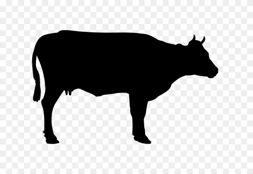 1129x750 Beef Cattle White Park Cattle Angus Cattle Holstein Friesian - Ox Clipart Black And White