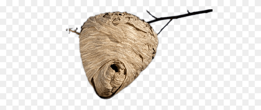 529x294 Beehive Hanging From Branch Transparent Png - Beehive PNG
