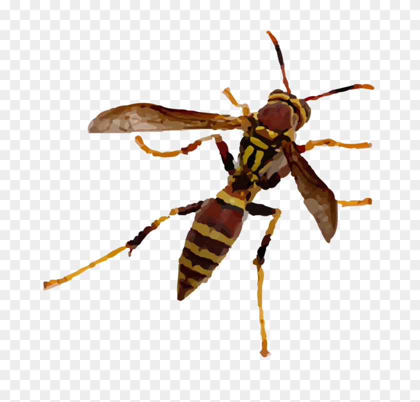 1000x955 Bees And Wasps Green Pest Guys - Wasp PNG
