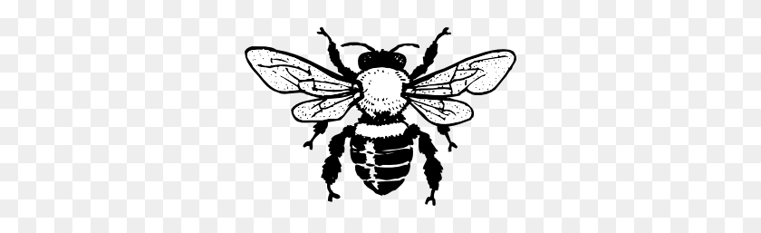 300x197 Пчелы Клипарт Черно-Белые Картинки - Пчелиная Королева
