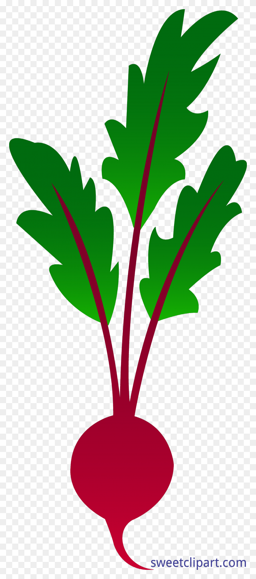 3470x8171 Beet Clip Art - Beet Clipart Black And White