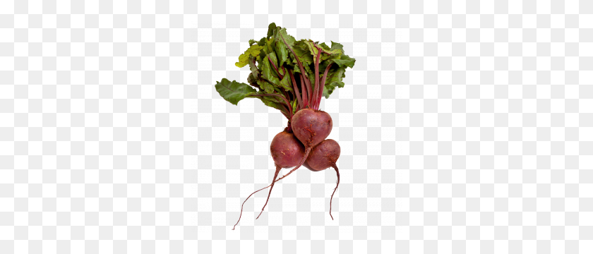 300x300 Beet Icon Png Web Icons Png - Turnip PNG
