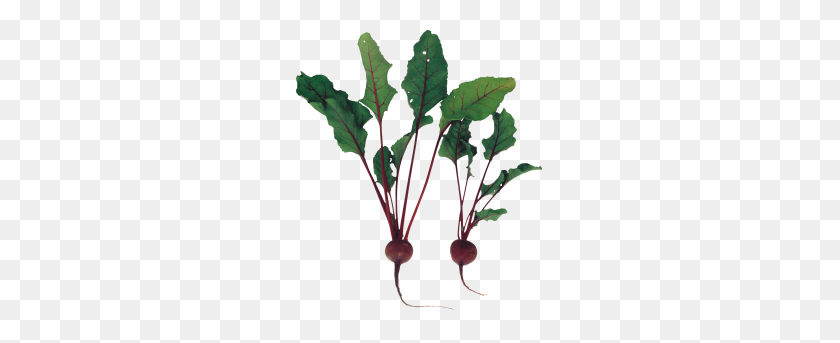 379x283 Beet Png Transparent Image - Spinach PNG