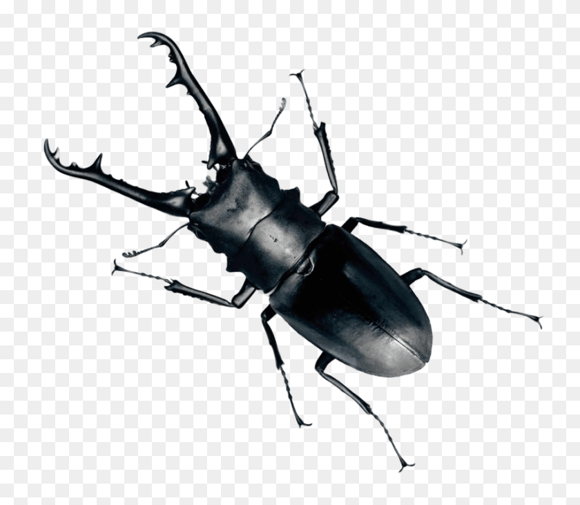 850x732 Escarabajo Png