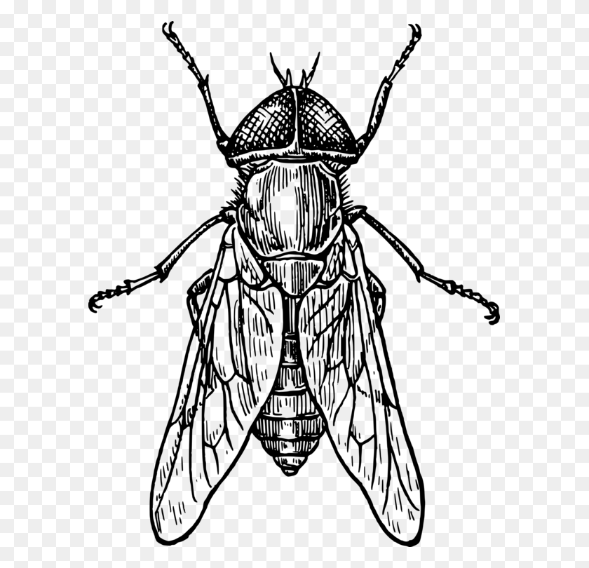 587x750 Escarabajo De Dibujo De Insectos Ala De Arte De Línea De La Mosca - X Ala De Imágenes Prediseñadas
