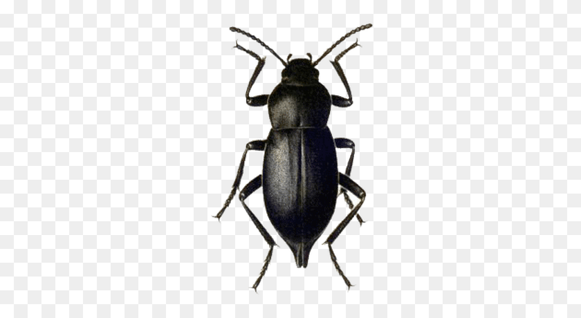 400x400 Escarabajo Png