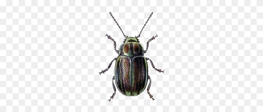 218x300 Beetle Green Brown Transparent Png - Jewel PNG