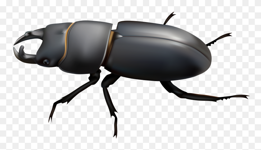 8000x4339 Beetle Png Clip Art - Parasite Clipart