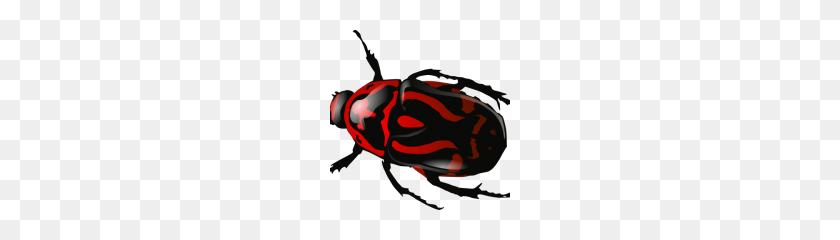 180x180 Beetle Png Clipart - Beetle PNG