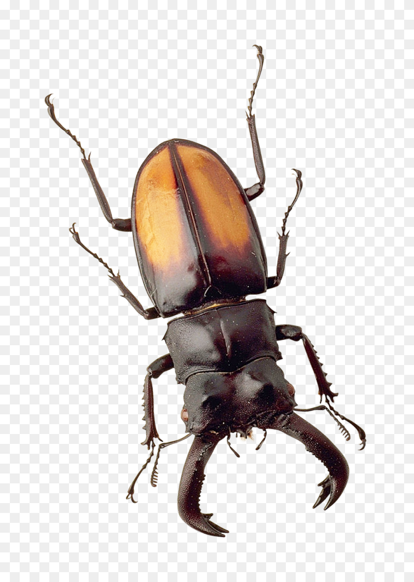 1000x1436 Beetle Png Image - Beetle PNG