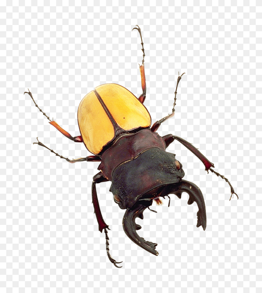 1120x1261 Beetle Png Images - Beetle PNG