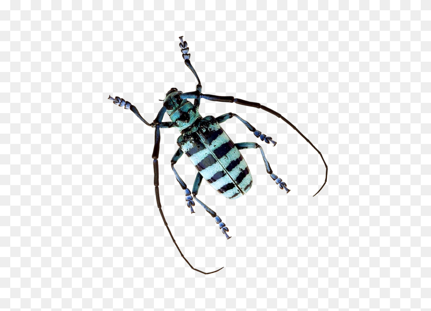 500x545 Escarabajo Png