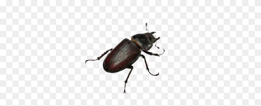 425x282 Beetle Png Transparent Images - Scarab Beetle Clipart