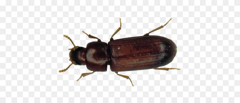 450x300 Beetle Signs Of Infestion Beetles In Your Home - Beetle PNG