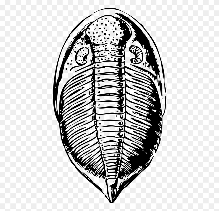 434x749 Escarabajo De Trilobites Fósiles De Dibujo - Fósil De Imágenes Prediseñadas