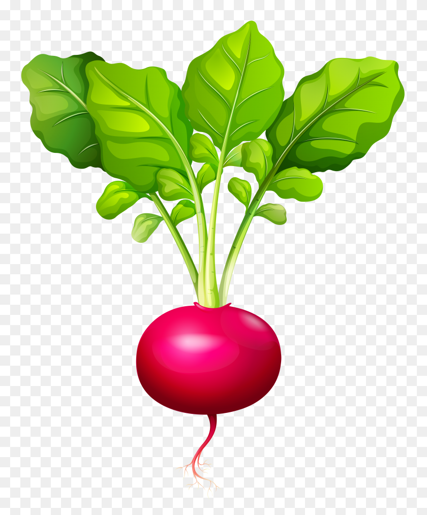 6538x8000 Beetroot Clipart Turnip - Beet Clipart Black And White