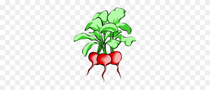 249x299 Beets Clip Art Free Vector - Beet Clipart Black And White
