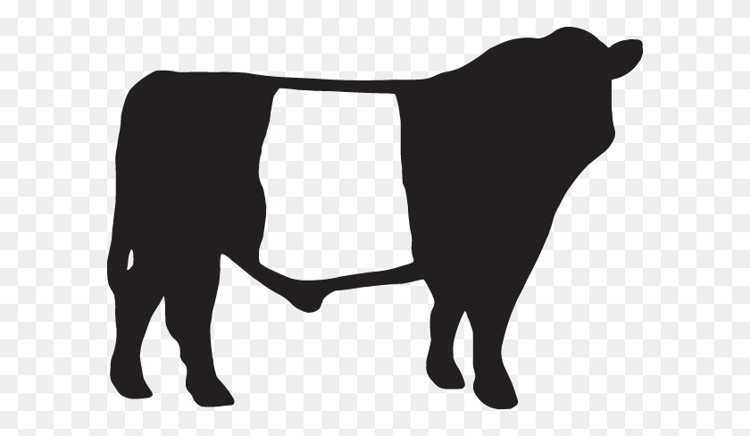 600x428 Belted Galloway Decal - Farrier Clipart