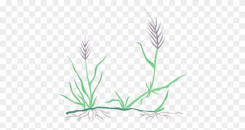 438x386 Bentgrass - Patch Of Grass Clipart