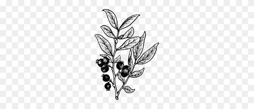 213x300 Berry Outline Clip Art - Fern Clipart Black And White