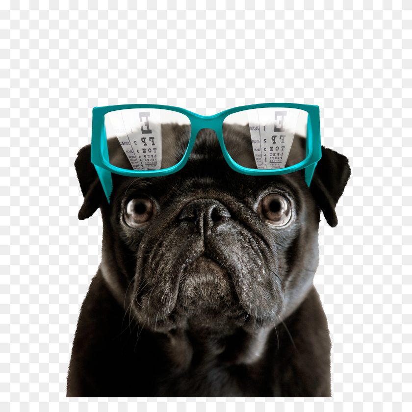 4350x4350 Best Advice From Eye Doctors - Pug Face PNG