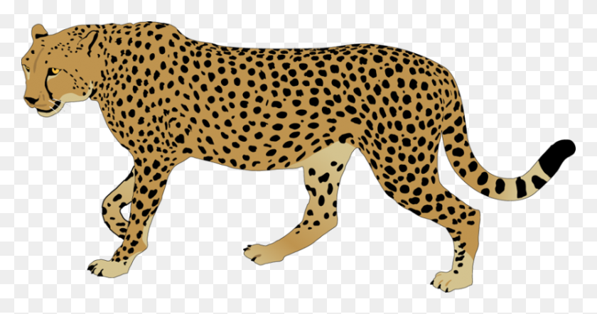 830x407 Best Cheetah Clipart - Leopard Print Clipart