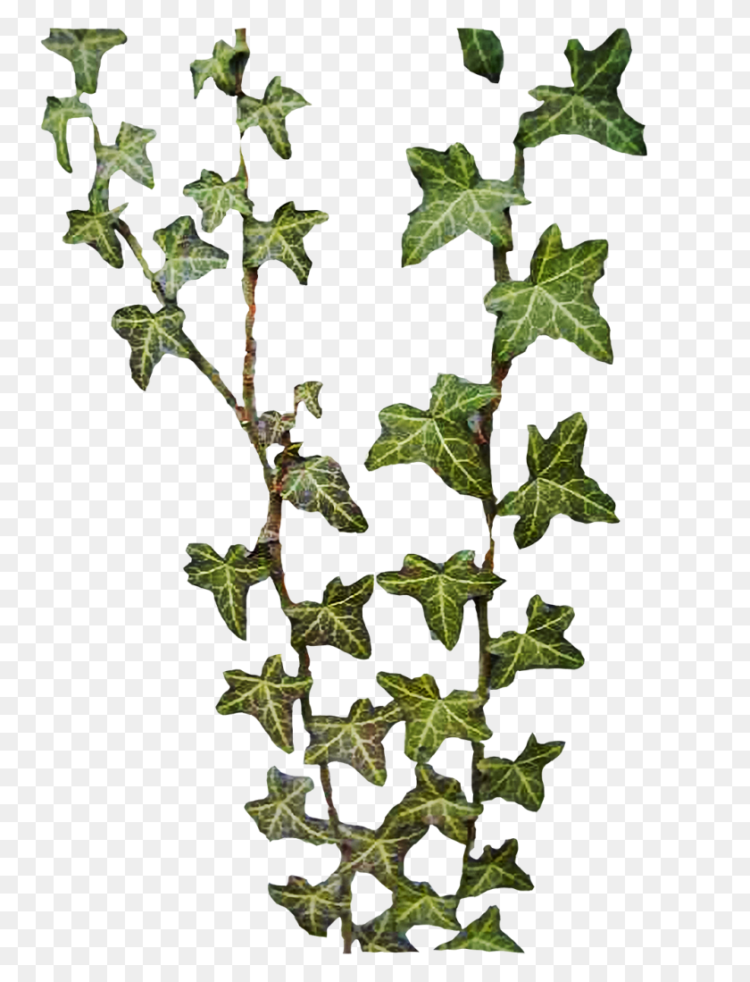 1000x1333 Best Free Ivy Png Image - Ivy PNG