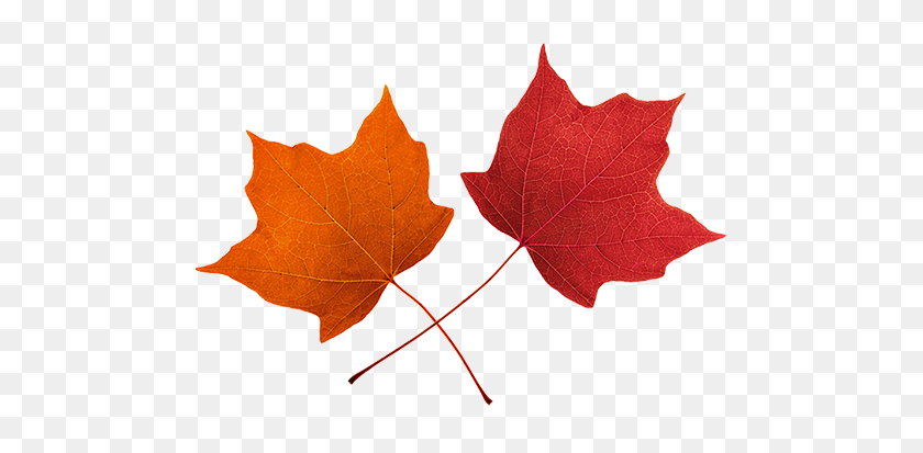 502x353 Best Maple Leaf Clip Art - Canada Flag Clipart