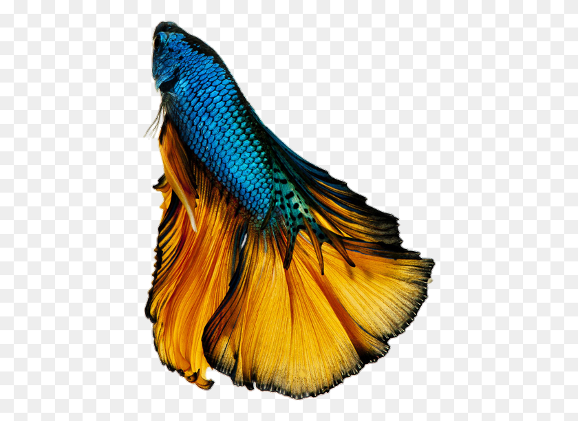 426x552 Betta Bettafish Bettasplendens Fish Blue Black Gold Fan - Betta Fish PNG