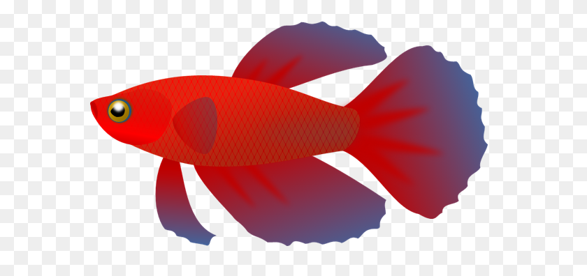 582x336 Betta Fish Clip Art - Fig Clipart
