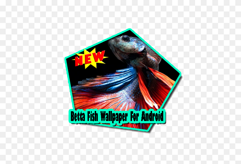 512x512 Betta Fish Wallpaper For Android Apk - Betta Fish PNG