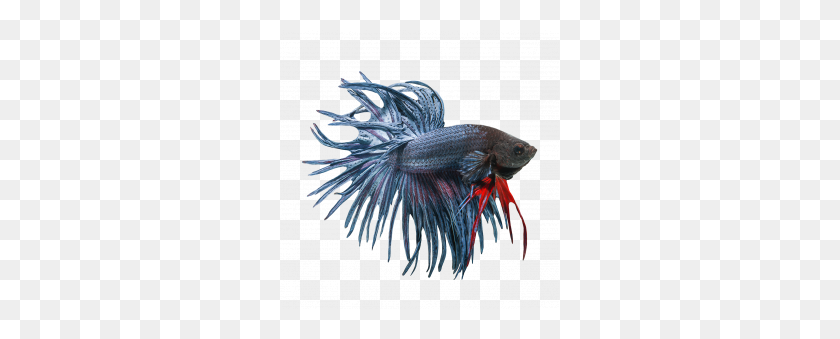 Betta Png Image Betta Fish Png Stunning Free Transparent Png