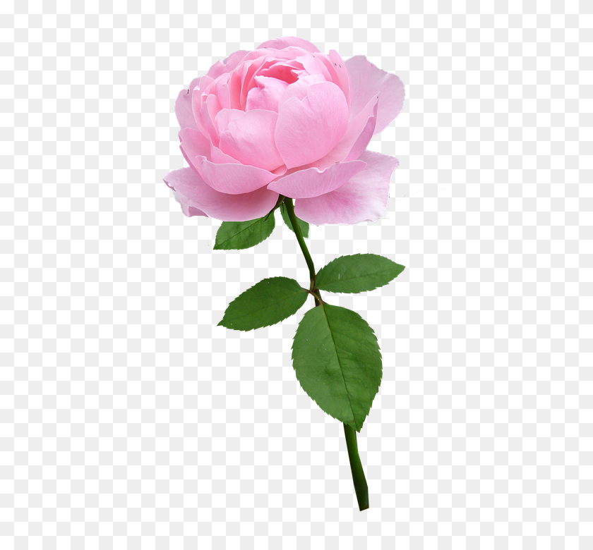 427x720 Beware The Hidden Message In Your Valentine's Day Flowers Flower - Pink Rose PNG