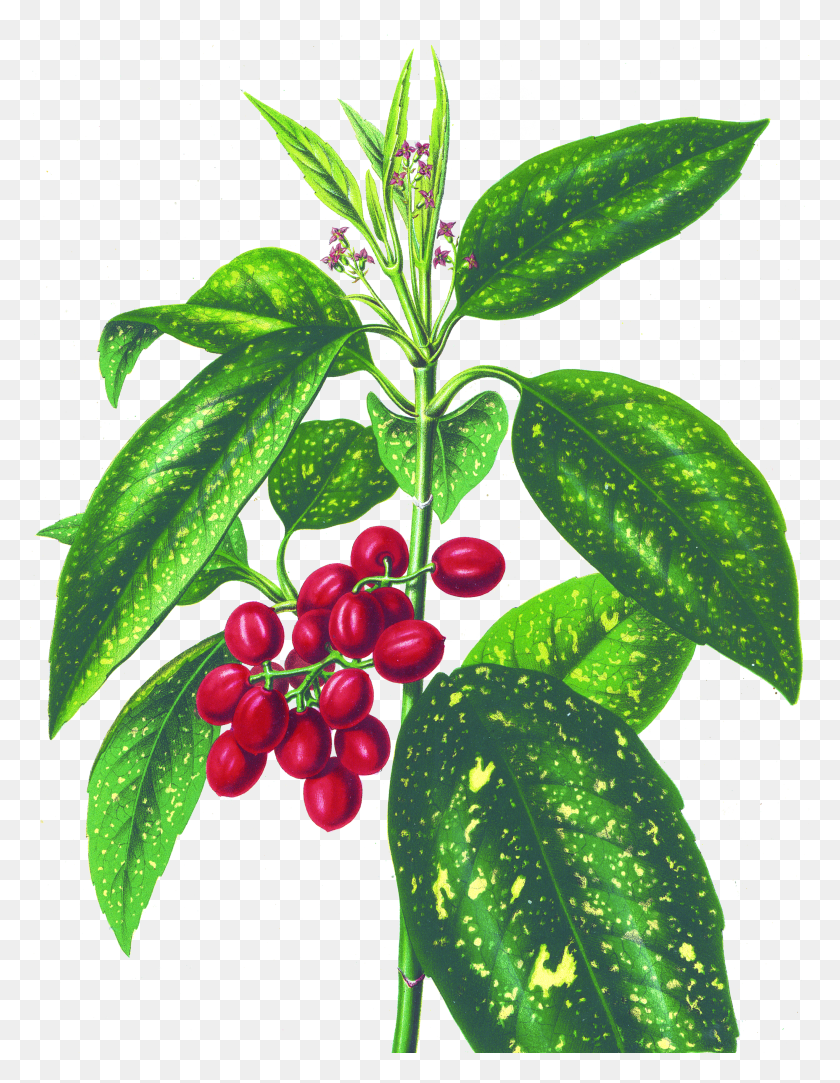 2825x3706 Bgtransp L Aucuba Japonica Tif - Fruit Tree PNG
