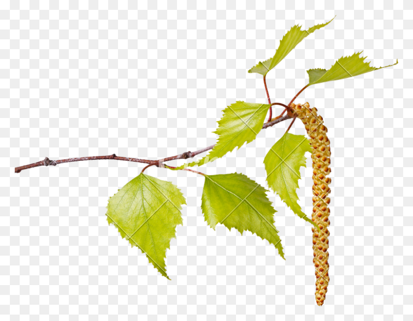 800x609 Birch Leaves And Flower Catkin - Birch Tree PNG