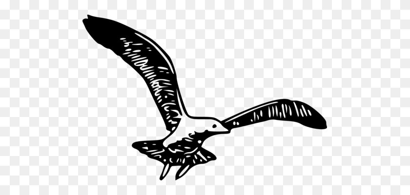 501x340 Птица Американская Ворона Крыло Обыкновенный Ворон Чайки - Летающая Чайка Клипарт